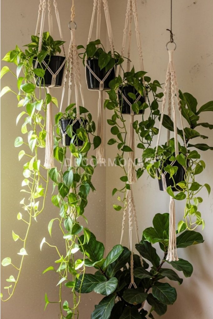 Macramé Plant Hangers