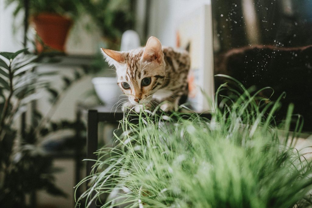 Curious Bengal cat investigating plants in a cozy indoor setting.
