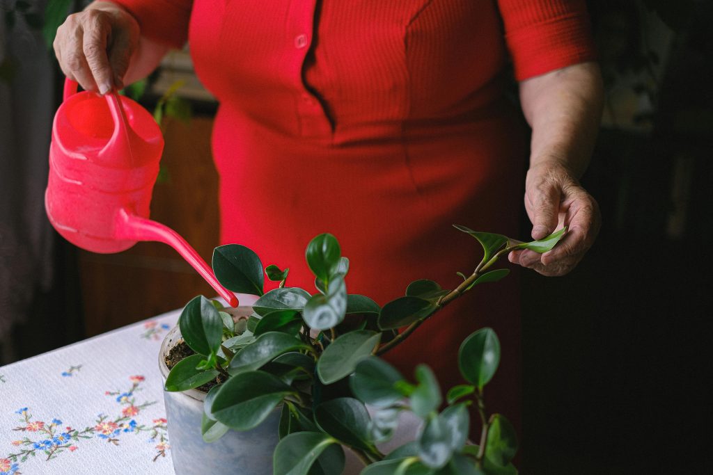 Unrecognizable old female wearing red outfit standing at table with watering can while taking care of flower with green leaves growing in pot in room on blurred background