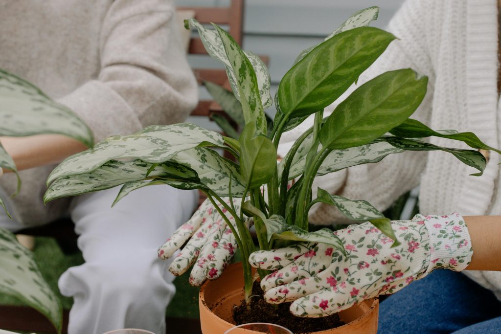 Hands with gloves tending to an Aglaonema plant in a pot indoors.